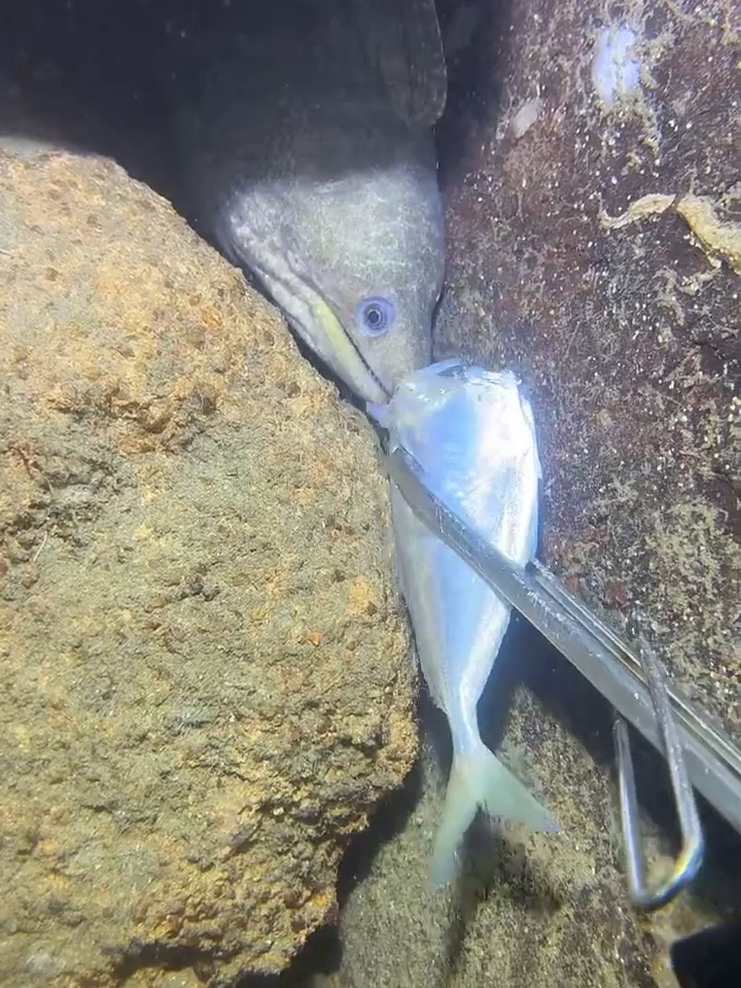 #eels #fishing #deepsea #nemo #diving #lobster #beach #crab #nature #sea #catchthesea