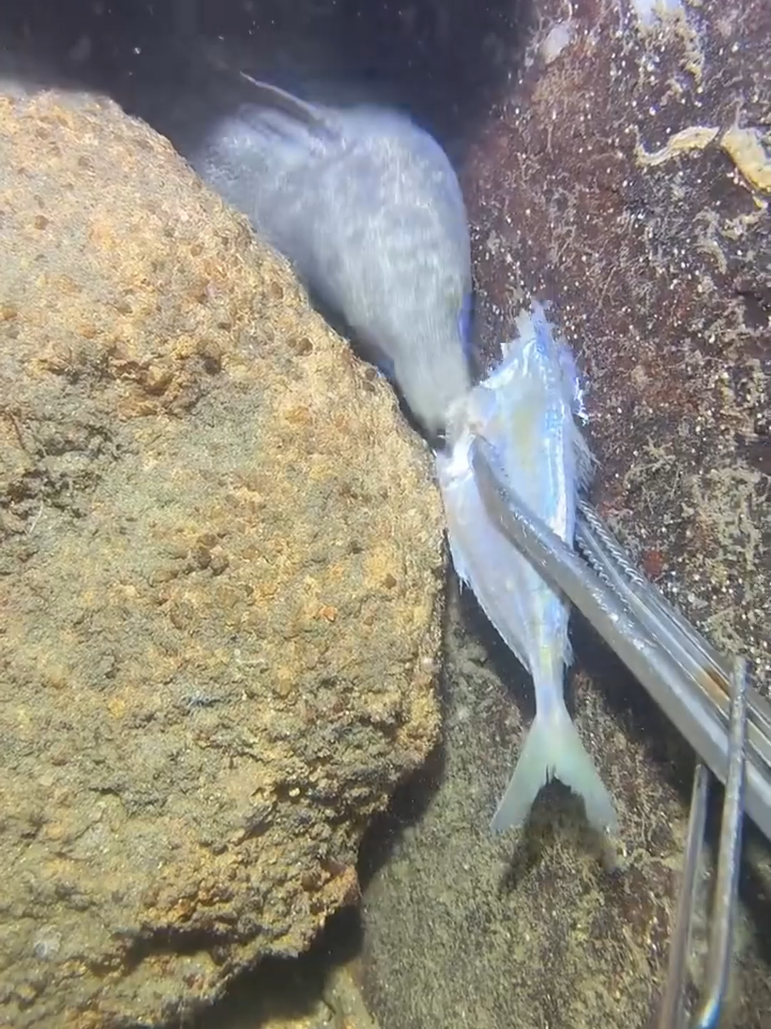 #eels #fishing #deepsea #nemo #diving #lobster #beach #crab #nature #sea #catchthesea