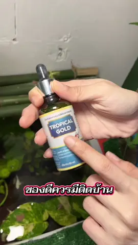 #ปลาบอลลูน #tropicalgold #เลี้ยงปลา #อบอุ่นชอบอยู่บ้าน #happycozy 