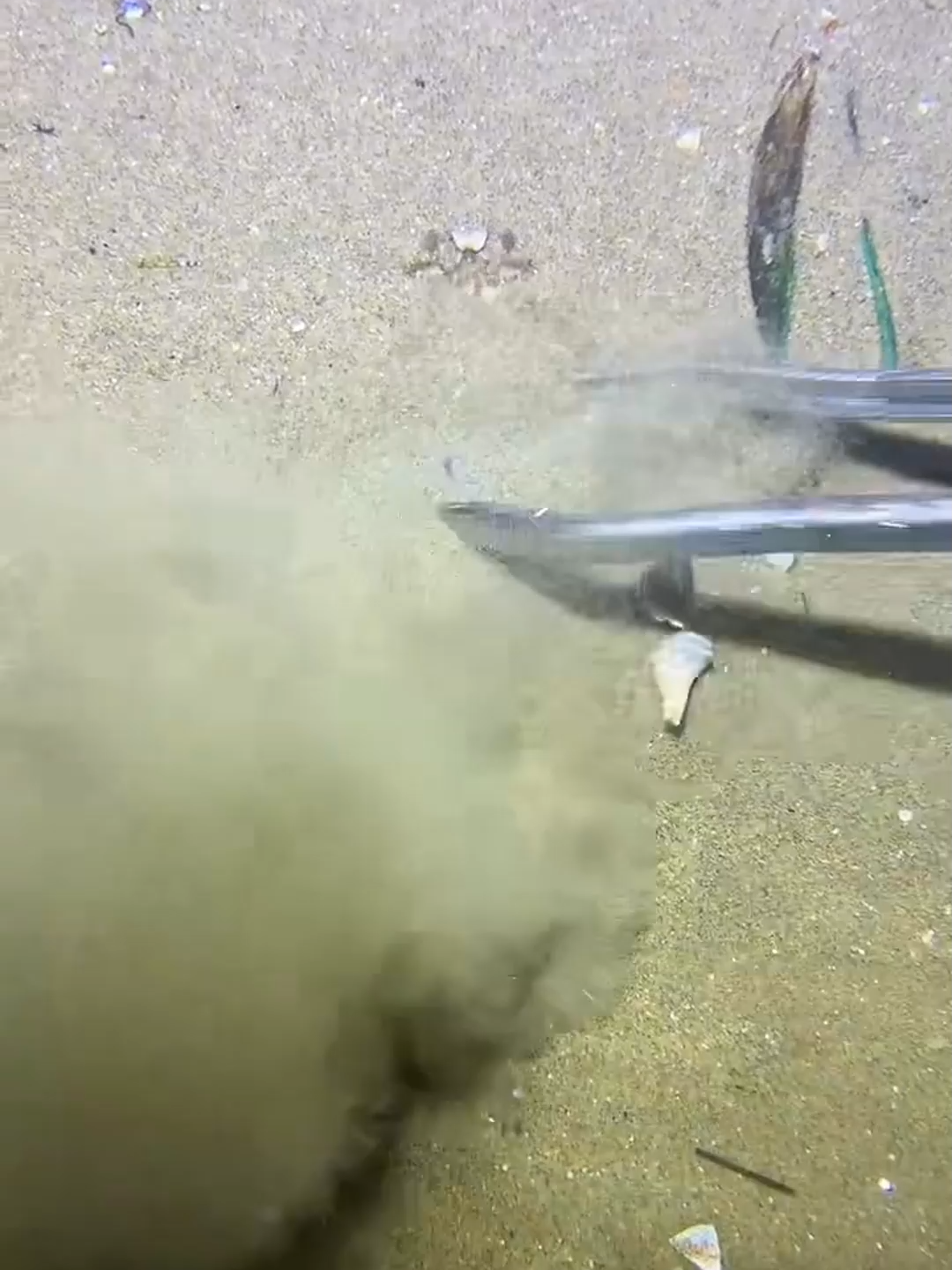 #eels #fishing #deepsea #nemo #diving #lobster #beach #crab #nature #sea #catchthesea