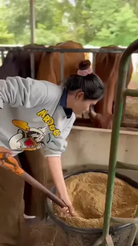 #นับตังค์ฟาร์ม #หนองคาย #เด็กเลี้ยงวัว 