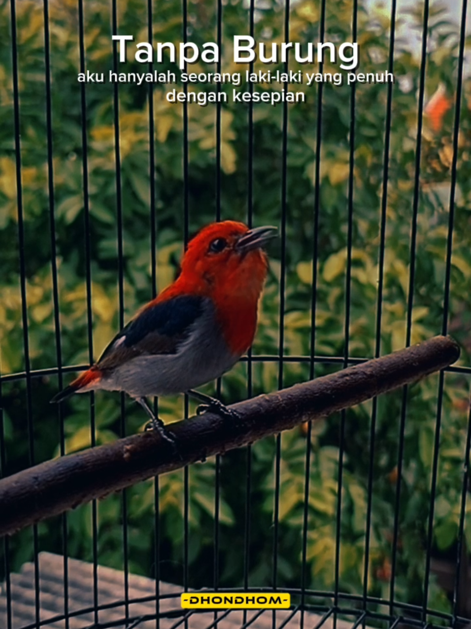 #kicaumania #kicaumaniaindonesia #kemade #kemadegacor #CapCut 