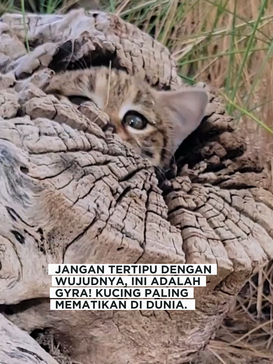 Gyra adalah spesies kucing paling mematikan di dunia! #fyp #fyppppppppppppppppppppppp #fypage #catsoftiktok #kucinglucu #gyra