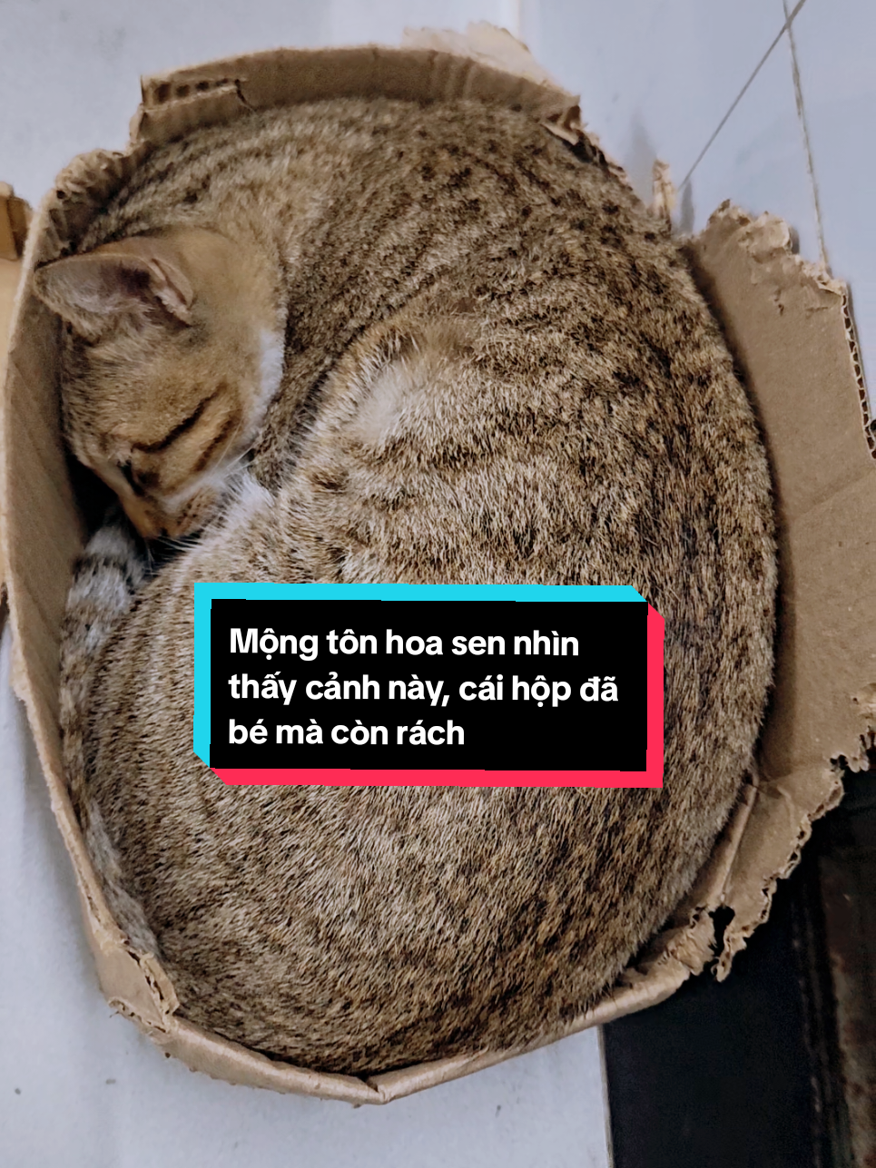 Anh sẽ chở che cho em qua mùa đông này  #meo  #cat  #meocamtaitieng  #xuhuong  #viral 