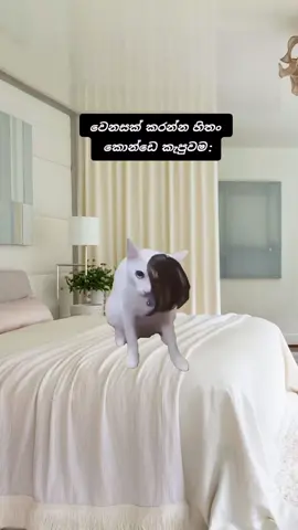 ෆලොව් කරං යන්න හලොව්😼❤️  . . . . . . #දෙවෝ #fyppppppppppppppppppppppp #viral #meme #trending 