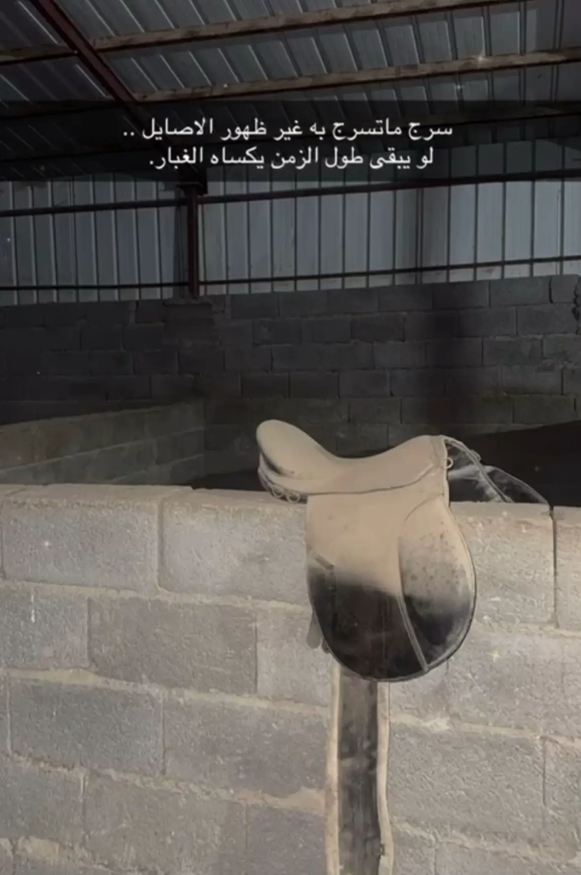 #خيل_وخياله🐎 #اشقر_مذهب #الباحة_غامد_زهران #خيل_عربي_اصيل🐎🐎 #الساحل 