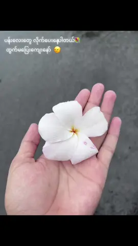 #fyp #crd #fyppppppppppppppppppppppp #tiktok #ဘယ်ချိန်မှfpyပေါ်ရောက်မှာလည်း 