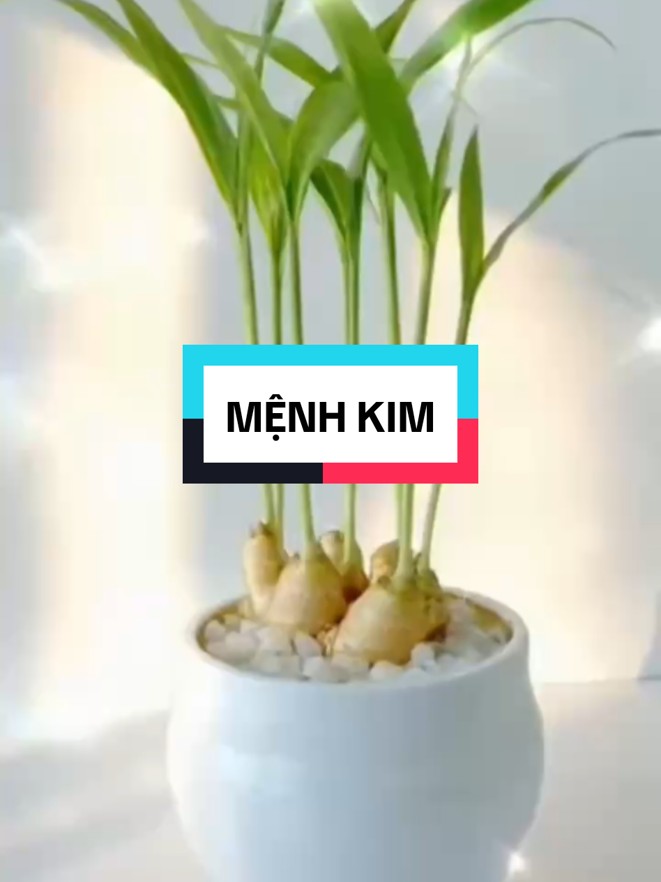 Hướng đặt chậu gừng phong thủy cho người mệnh Kim #meohuttailoc #meophongthuyhuttailoc #huongdatgung #cugungphongthuy #xuhuong 