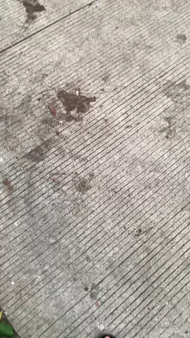 kece kie eyy😀😀 #oemlook #vario125 #vario125old #danapelajar #penggunaring17 #ledold #vario #〽️ecca🚀 