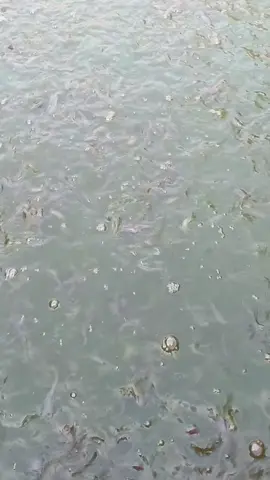 ngasih makan ikan lele di pagi hari #fypシ 
