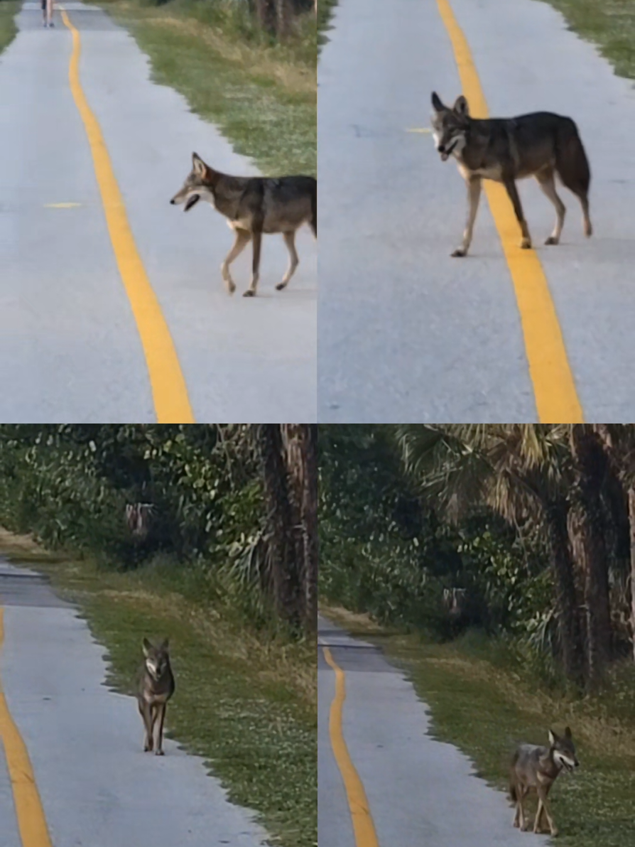 Coyote seen today on Sanibel Florida bike trail. our Sanibel FL condo rental is a direct beachfront and Gulf view quiet end unit. Sleeps 6. No pets. https://www.breakawayvacationproperties.com/sanibel-island-florida-vacation-rentals/sanddollar-c201 #condo #Sanibel #florida #coyote 