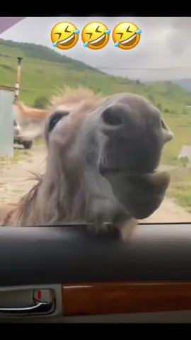 #شعب_الصيني_ماله_حل😂😂 #فيديوهات #الجزائر #اكسبلور #🤣🤣 