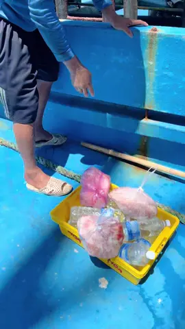 Gửi anh em chút cá,ae gửi lại 10 ký thịt tình cảm ae trên đảo Trường Sa #xuhuong2025 #bake3 #dânbien77 #ypf 