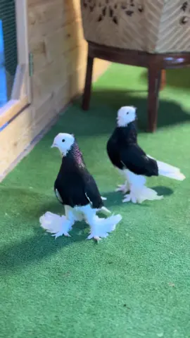 - Baba oğul 🦅🦅