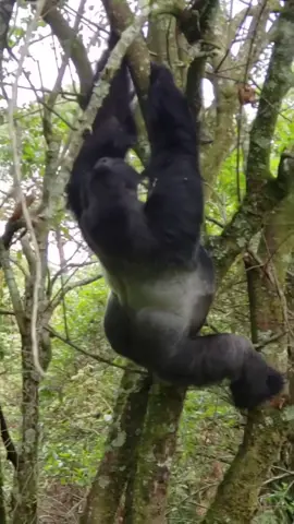 Step into the heart of the jungle and meet Uganda’s mountain gorillas — where silence .speaks louder than words and nature feels alive. 🇺🇬🦍🌿 #GorillaTrekking #UgandaMagic #WildlifeWonder