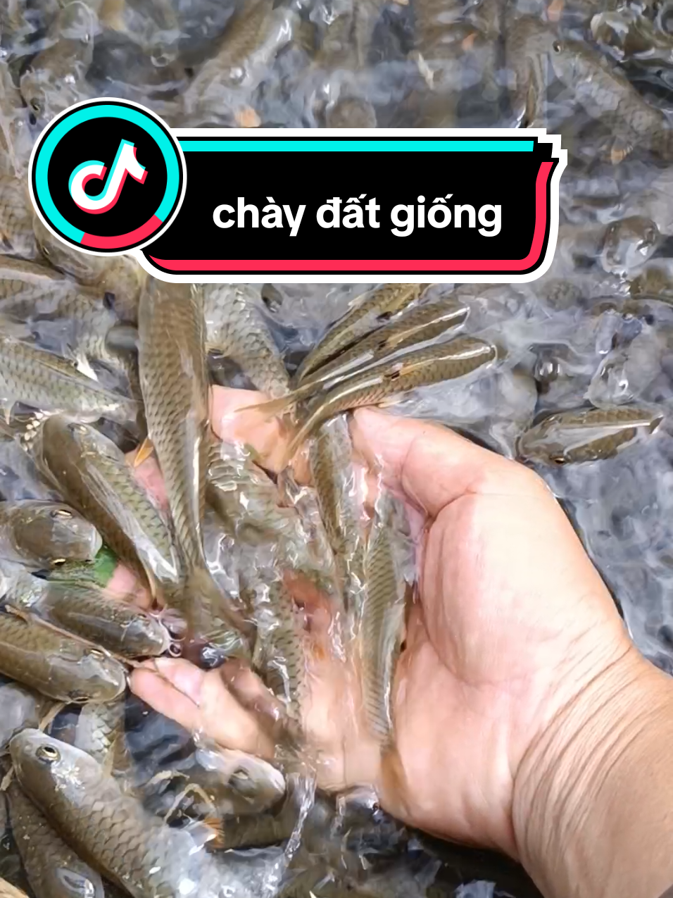 trại e còn dư ít chày đất mẫu này có ae nào cần không nhỉ #cachay #chaydat #casuoi 