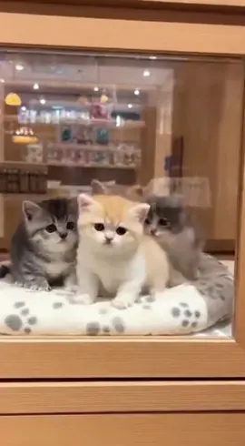 The kitten sulking at those who didn't choose it #cat #babycat #kesfet #cute 