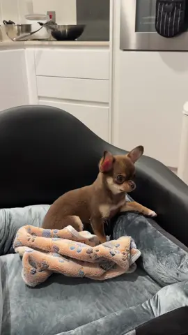 cutie pie #chihuahua #chocolatechihuahua #chihuahuapuppy #puppy #doglife 