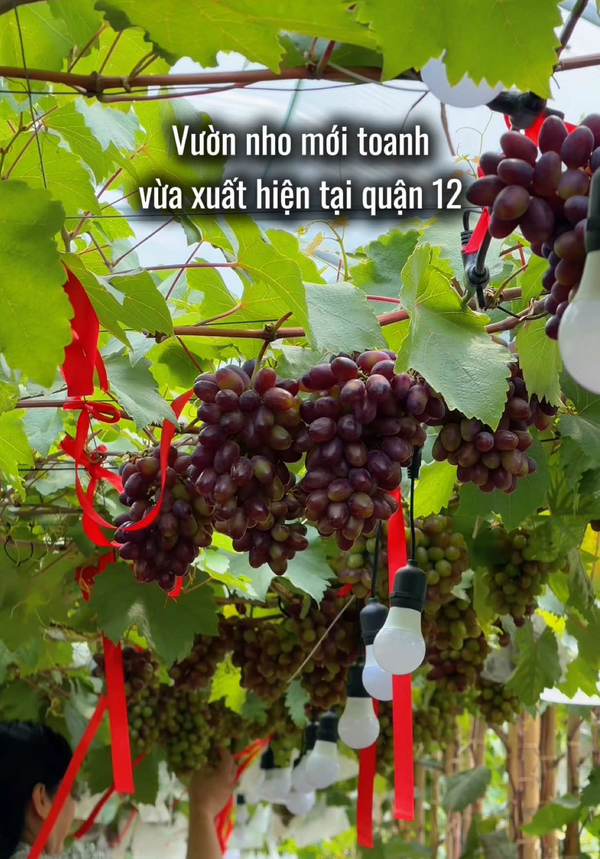 Check-in vườn nho mới toanh vừa xuất hiện tại quận 12 nè mọi người #vuonnho #vuonnhocautuquan12 #quan12 #huongnoilamphim #diadiemanuong 