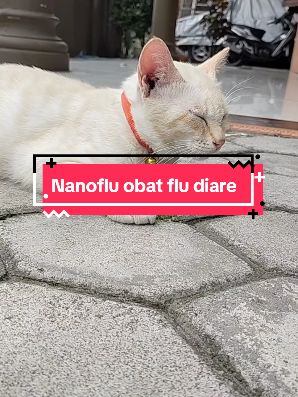 Kucing flu berat dan diare kasih aja nano flu merupakan solusi tepat untuk mengatasi flu berat dan diare pada kucing #kucingflu #obatkucingflu #obatflukucing #obatdiarekucing #nanoflu 