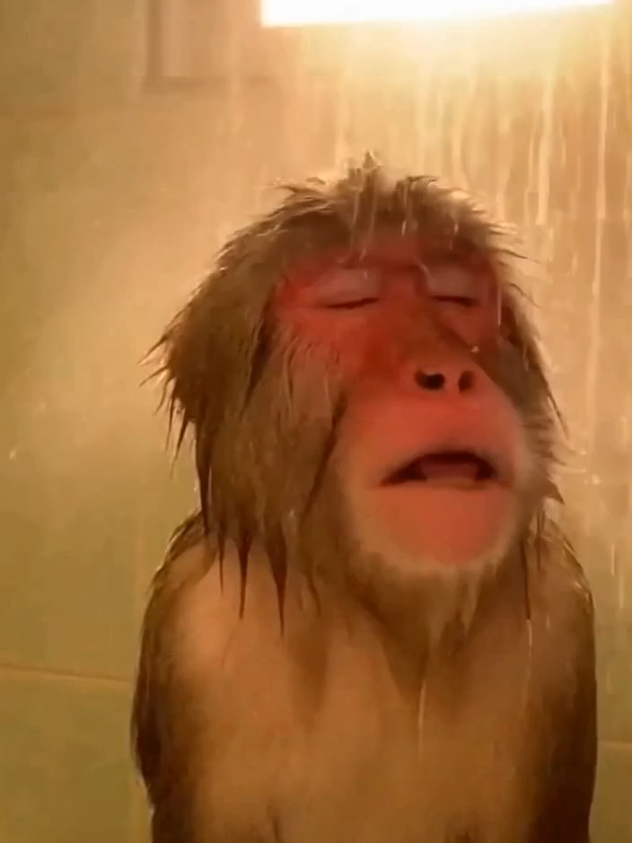 #українськийтікток #українськийтікток🇺🇦 #мавпа