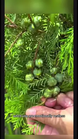 Bring the scent of the forest home. 🌲 feels like connecting with nature. 🌿 The scent of cypress brings peace to the heart.#Handmade #SlowLife #NaturalIncense #NaturalAromas #IncenseMaking 