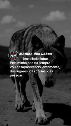 #matiliadoslobos #lobosolitario #motivacao #alcateiadosloboss 