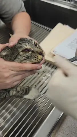 mata kucing ini bermasalah dan dilakukan pemeriksaan 🎥 ig : @camcvisalia #kucing #kucinglucu #kucingtiktok #kucinggemoy 