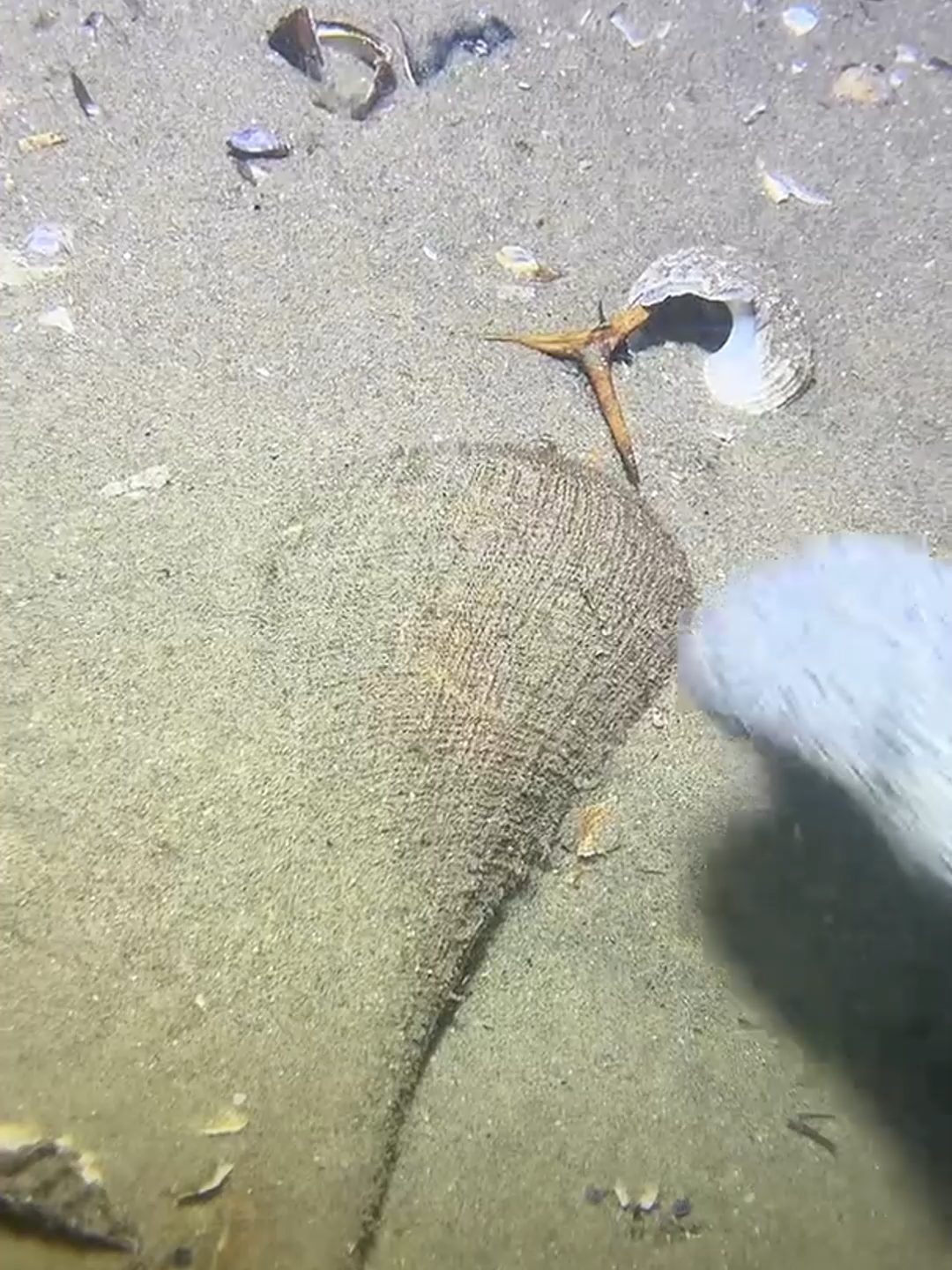 #fishing #eels #deepsea #nemo #diving #lobster #beach #crab #nature #sea #catchthesea