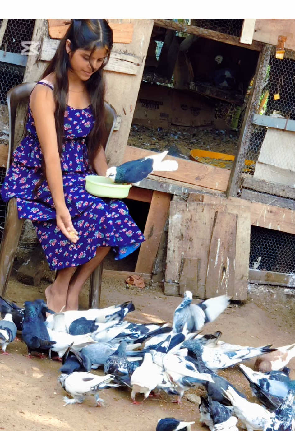 #අනුරාධපුර_අපි #srilankan_tik_tok🇱🇰 #pigeon🕊 #pigeongirl #fyyyyyyyyyyyyyyyy @TikTok 