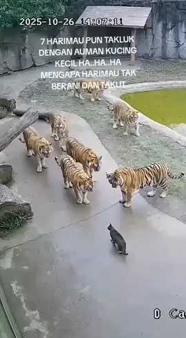 7 HARIMAU TAKUT DGN AUMAN KUCING KECIL WKWK #comedyvideo #tiktokviral 