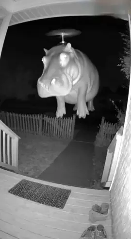 😂🦛 #recommendations #ai #sora #fyp #hippopotamus 