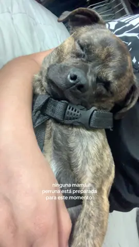 mi bebe travieso, feliz pumpeaños #otto 🩵