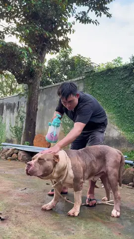 Trị ve cho chó phải nhớ chọn sảm phẩm nào tiêu diện ve rận ở trong chuồng trại trứng ve ve con có rất nhiều trong đó để tránh ve rận quay trở lại trên người bé chó 🐕 #bandogpetcare #fyb #petvietnam #chămsócthúcưng #trịve 