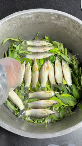 Cái món dân quê mà ngon hết sảy – Cá Heo Sông nổ muối, ai từng ăn rồi giơ tay cái coi#xuhuongtiktok #ilovetiktok #dacsanmientay #trending #monngonmoingay 