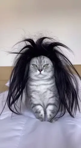 Rock cat!!!#cat #pet #fyp #funny 