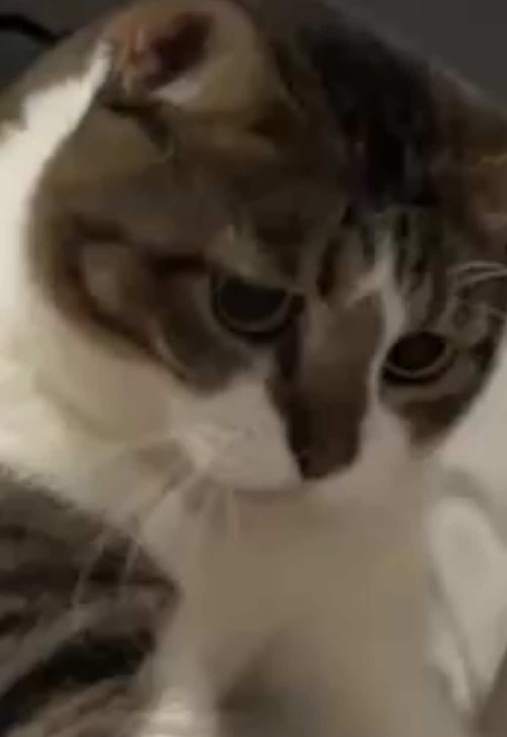 วันนี้กัดผ้า วันหน้ากัดคน 😼  #พี่เอ๋อแมวแหลงใต้ชับ #แมว #ตลก #cat #สัตว์เลี้ยงtiktok 