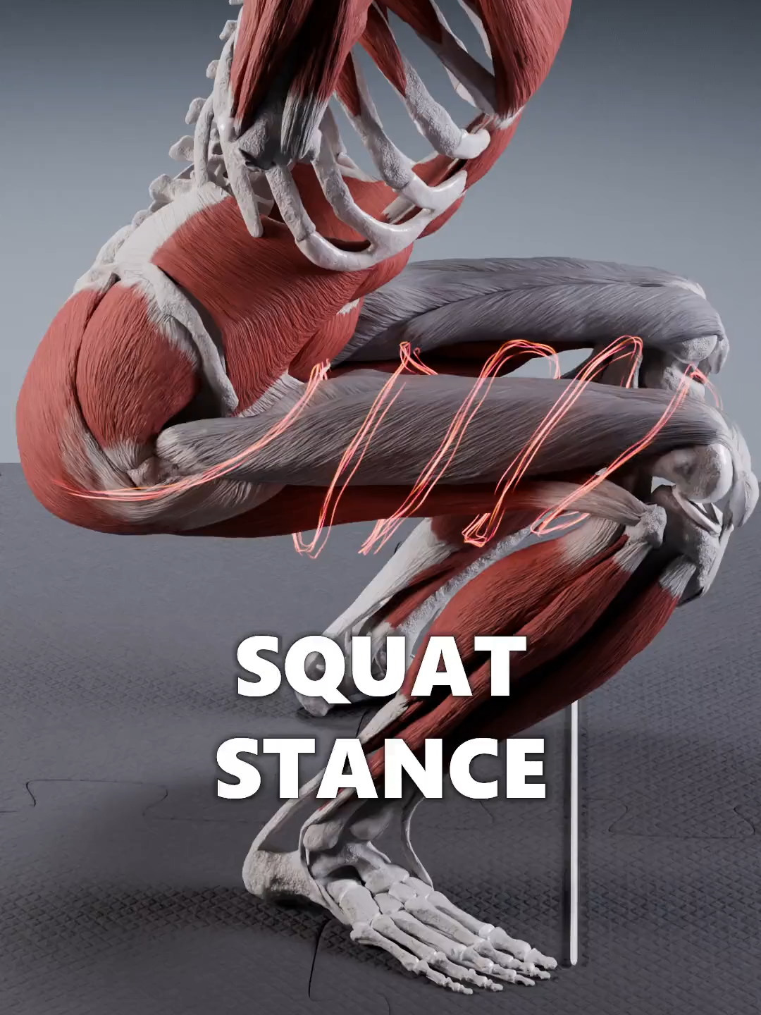Your squat stance determines which muscle group will be focused on more. By default, with a parallel, neutral-width stance, knees pushed forward, and upright posture, you will hit the whole quads. If you want to feel more tension in the lateral part of your quads, try narrowing your stance. For more accent put on the medial quads, go back to neutral width and rotate your feet externally. If you want to shift tension away from the quads and feel more glutes working, widen your stance by a solid amount and rotate your feet externally. This position will go easy on your knees by shifting more load to the hips, hence allowing you to work around any knee issues. #biomechanics #anatomy