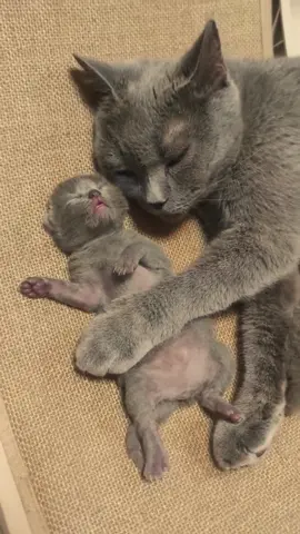 The love between a mother cat and her kittens 💕💕. #kittens #cute #Love #foryou #catsoftiktok #cat #loveyou 