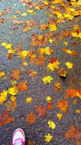 #صباحكم_رايق #pov #for #فيروزيات #خريف🍁 