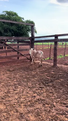 De fazer inveja no vizinho🤠🍀#pecuaria #nelore #gado #fyp #foryou 
