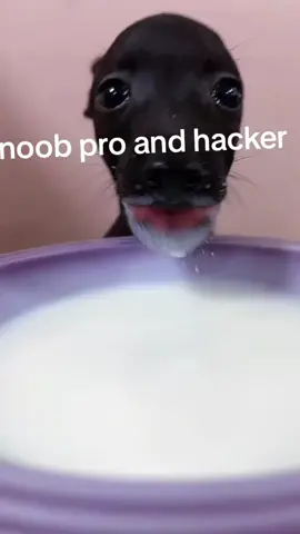 noob pro hacker please xh#xhxhxhxhxhxhxhxh