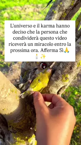 ❤️ 351 338 7484 Contattami su WHATSAPP per consulto Approfondito Privato💓 Interagisci positivamente per farlo accadere 🍀 #cartomanzia #tarocchi #bassocosto #carte #consulto 