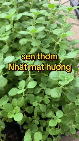 Mạt Hương – “nàng sen” tỏa hương ngọt dịu, chỉ cần khẽ chạm là cả góc nhỏ thơm lừng 🌿💚 Ai yêu sen đá mà chưa có em này là thiếu sót lớn đó nha! #nhatmathuong #SenThom #SenDaDep #SenDaMini ##cỏnhàthỏ 