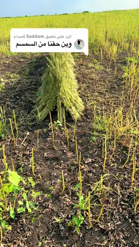 الرد على @Saddam |صدام  #الزعيم🔥  #القضارف_كسلا_بورسودان  #الحمدلله_دائماً_وابداً  #الصعيد_دوله_جوا_دوله  #السمسم 