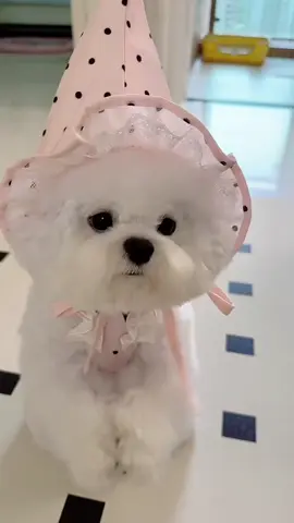 Cục bông đáng yêu #chó_cưng #dogs @Little Little Paw Paws 