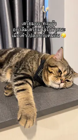 จนมาเห็นกับตาาาา🥲😂 #fyp #ฟีดดดシ #ทาสแมว #cat #สัตว์เลี้ยงtiktok 