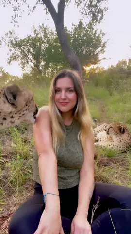 Love time 🥰 #cheetah #wildlife #fyp 