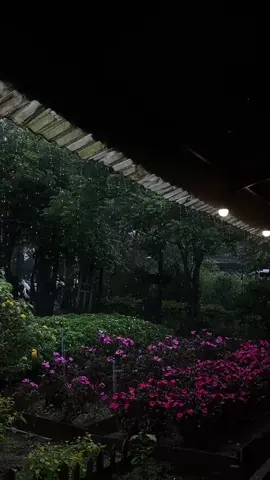 🌧💨 Litaliti gửi chút yêu thương trước cơn bão lớn 💛 Trời dạo này có hơi “ẩm ương” một chút, mây kéo về nhiều và gió cũng lạ hơn mọi khi. Mọi người nhớ giữ an toàn, đóng cửa sổ cẩn thận, và đừng quên mang áo mưa khi ra đường nhé! ☔️ Nếu trời có mưa to, cứ ở nhà, pha một tách cà phê ấm và nghe nhạc nhẹ — coi như một buổi hẹn hò nhỏ với chính mình. 🌿 Litaliti mong mọi người bình an qua mùa bão, để khi nắng lên, mình lại gặp nhau bên ly cà phê thơm như cũ nha 💫 #LitalitiCafe #NangNiuMoiNgay #Litaliticaphe #bienho #xuhuongtiktok 