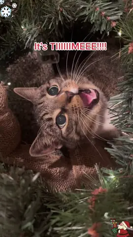 There are 51 days until Christmas 🎄🎅#christmas #cat #funnycat #fyp #pourtoi